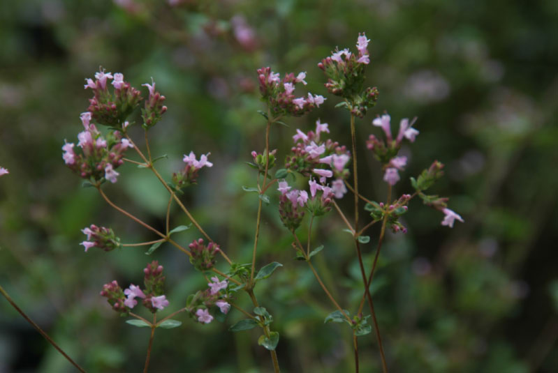 Origanum laevigatum bestellen